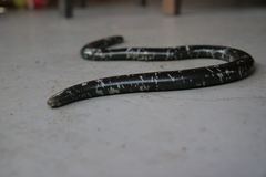 Typhlopidae