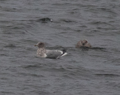 Larus argentatus × glaucescens