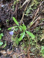 Cardamine nuttallii