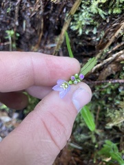 Cardamine nuttallii