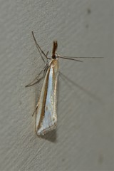 Hednota polyargyra