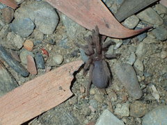 Coremiocnemis tropix