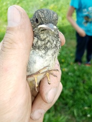 Phoenicurus auroreus