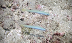 Ptereleotris heteroptera