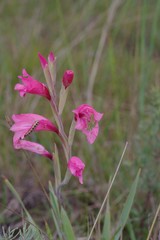 Gladiolus mortonius