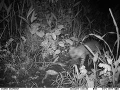 Leptailurus serval