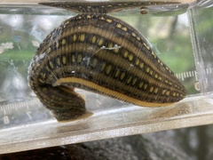 Whitmania pigra