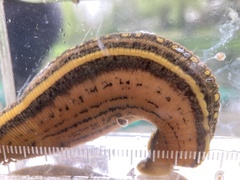Whitmania pigra