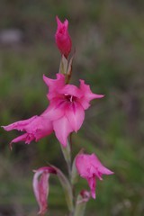 Gladiolus mortonius