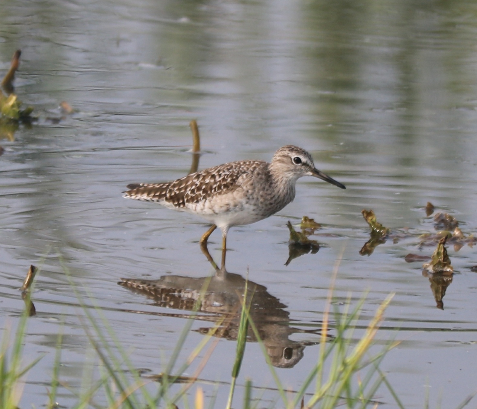 Common Greenshank