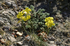 Erysimum flavum altaicum
