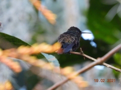 Saucerottia