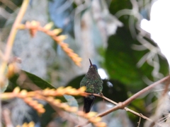 Saucerottia