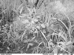 Leptailurus serval