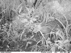Leptailurus serval