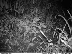 Leptailurus serval