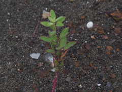 Chenopodium acuminatum virgatum