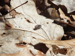 Andrena erigeniae