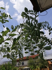 Sophoreae