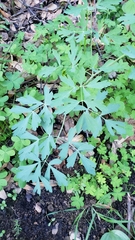 Lomatium californicum