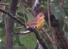 Emberiza cabanisi