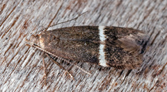 Aproaerema cinctella