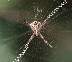 Argiope