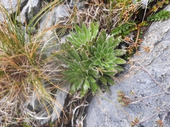 Pachycladon latisiliquum