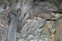 Taphozous mauritianus