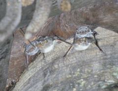 Taphozous mauritianus