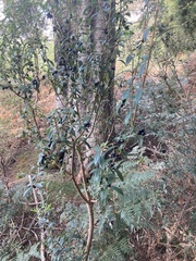 Pimelea drupacea