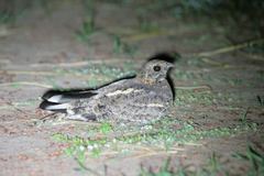 Caprimulgus vexillarius