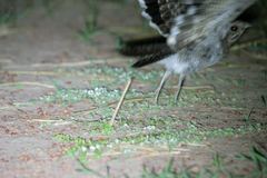 Caprimulgus vexillarius