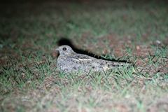 Caprimulgus vexillarius