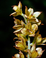 Veratrum album