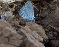 Euchrysops cnejus cnejus