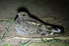 Caprimulgus vexillarius