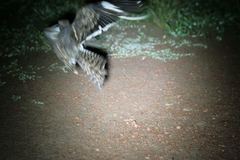 Caprimulgus vexillarius