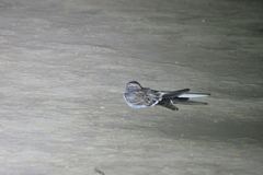 Caprimulgus vexillarius