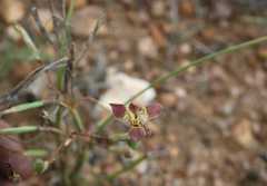 Moraea inconspicua