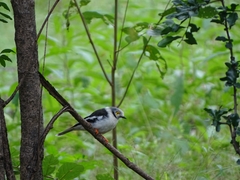 Prionops plumatus poliocephalus