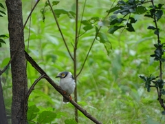 Prionops plumatus poliocephalus