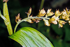 Veratrum album