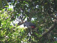 Psittacus erithacus erithacus
