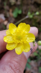Ranunculus canus