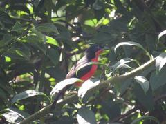 Laniarius erythrogaster