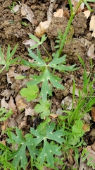 Ranunculus canus