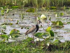 Vanellus crassirostris