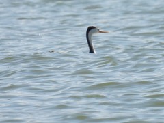 Aechmophorus clarkii