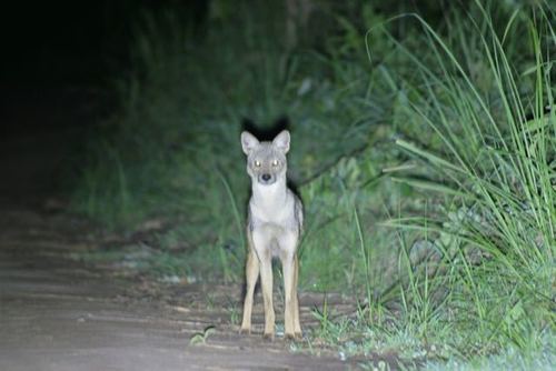 Side-striped Jackal